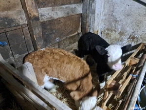 Vind 2 taurasi si o vitea de 2 saptamini. - imagine 4