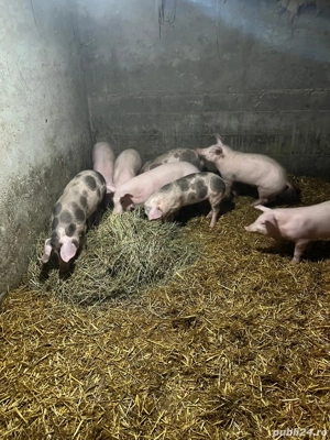 Porci de vanzare, judetul iasi