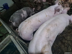 Scrofite Pietrain rasa pura pentru reproducție!!! - imagine 3