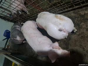 Scrofite Pietrain rasa pura pentru reproducție!!! - imagine 4