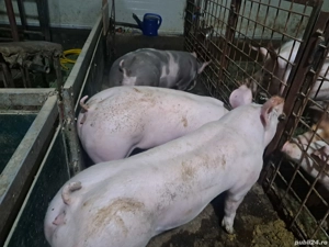 Scrofite Pietrain rasa pura pentru reproducție!!! - imagine 2