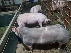 Scrofite Pietrain rasa pura pentru reproducție!!!