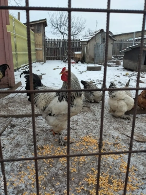 cocoși de vanzare  - imagine 2