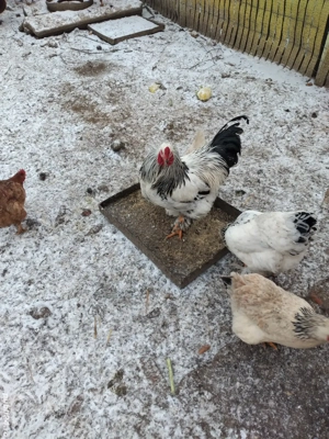 cocoși de vanzare  - imagine 3