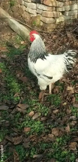 Cocos sussex sau schimb