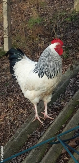 Cocos sussex sau schimb - imagine 3