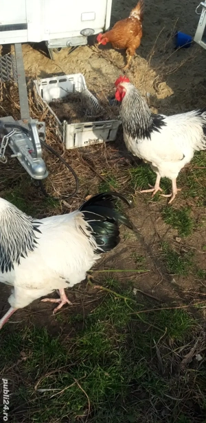 Cocos sussex sau schimb - imagine 2