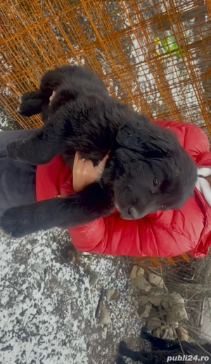 Pui ciobanesc corb original  - imagine 3