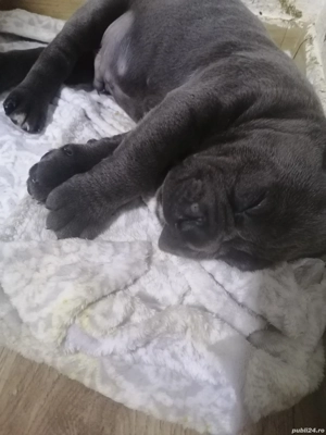 Mascul Cane Corso gri 2 luni