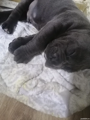 Mascul Cane Corso gri 2 luni