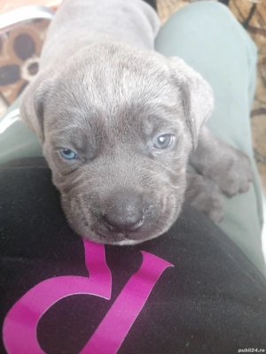 Mascul Cane Corso gri 2 luni - imagine 3