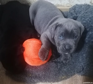 Mascul Cane Corso gri 2 luni - imagine 4