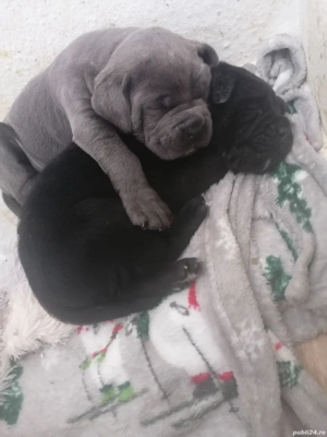 Mascul Cane Corso gri 2 luni - imagine 4