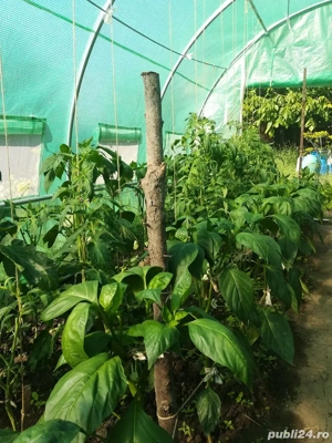 3x5 m Solar de gradina 15 mp, teava galvanizata