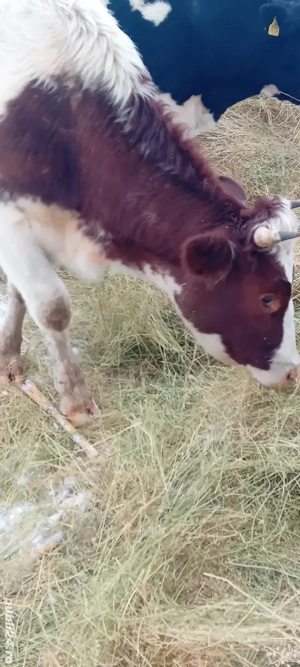 vițea balanță româneasca 