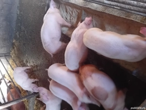 vand grasuni  - imagine 3