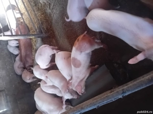 vand grasuni  - imagine 2