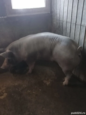 Vând purcea rasa pietrain