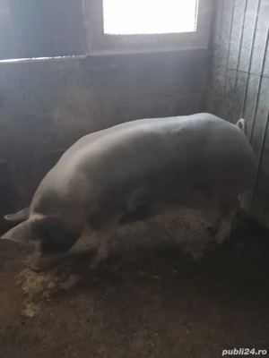 Vând purcea rasa pietrain - imagine 4