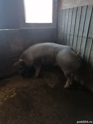 Vând purcea rasa pietrain - imagine 5