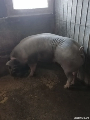 Vând purcea rasa pietrain - imagine 2