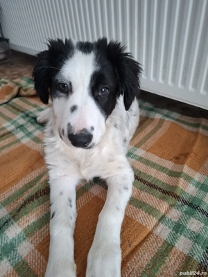 Donez catelusa talie medie, aproximativ 4 luni - imagine 4