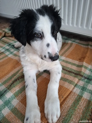 Donez catelusa talie medie, aproximativ 4 luni - imagine 6