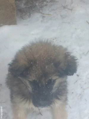 catel ciobanesc - imagine 3