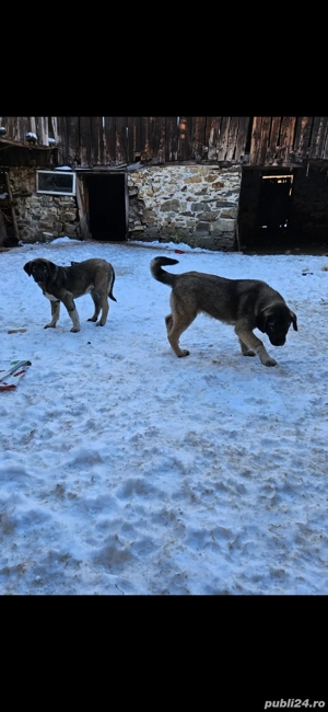 Vand doi căței, frati in jur de 3 luni jumate - imagine 2