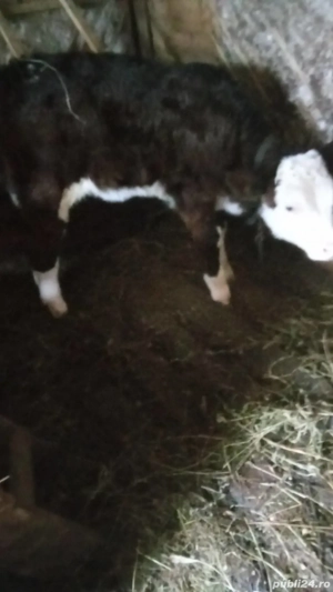 Vand vaca cu vitea de 2 luni - imagine 2