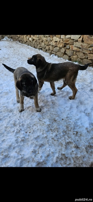 Vand doi căței, frati in jur de 3 luni jumate - imagine 3