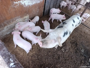 Purcei 8 săptămâni 