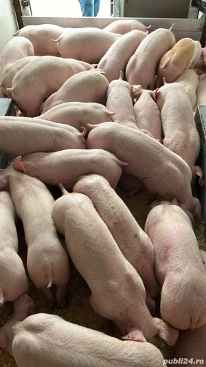 porcii de rasa!!     - imagine 2
