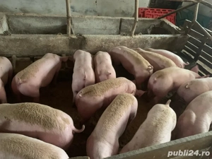 porcii de rasa!   - imagine 2