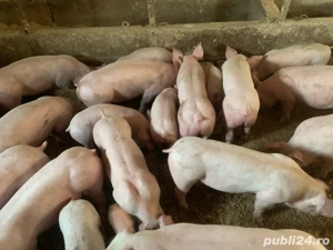 Porcii de rasa!    