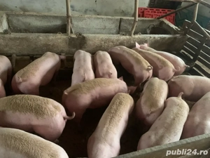 porcii de rasa!  