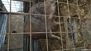 Vând scroafa gestanta  - imagine 2