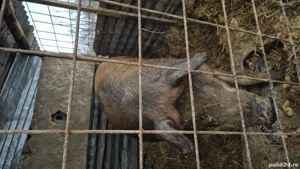 Vând scroafa gestanta  - imagine 4