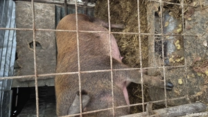 Vând scroafa gestanta  - imagine 3