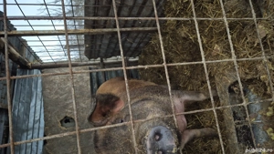 Vând scroafa gestanta  - imagine 5