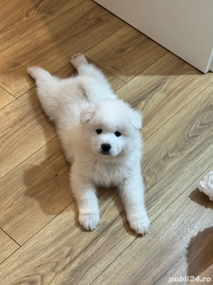 Pui de Samoyed - imagine 4