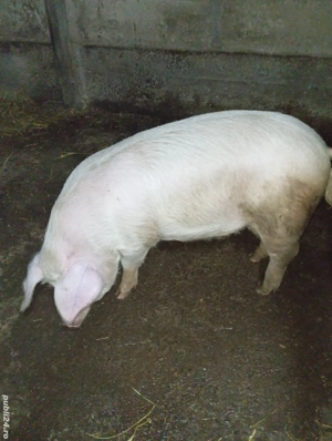 Purcel de vânzare  - imagine 2