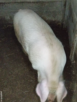 Purcel de vânzare  - imagine 3