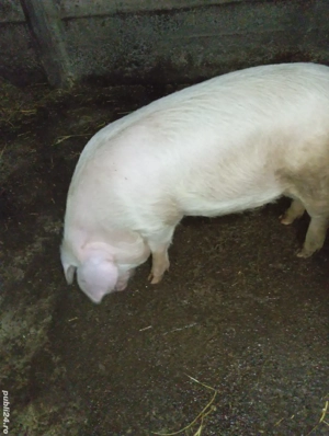 Purcel de vânzare  - imagine 4