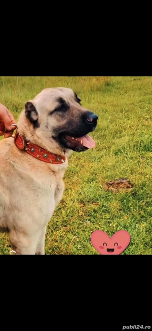 Femela kangal disponibila