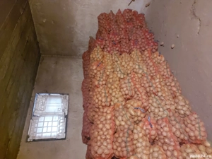 Cartofi consum rosu si alb - imagine 2