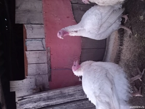 Vand gaini si curci crescute natural - imagine 3