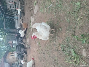 Vand gaini si curci crescute natural - imagine 5