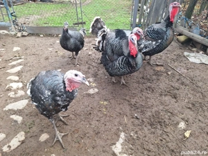 Vand gaini si curci crescute natural - imagine 4