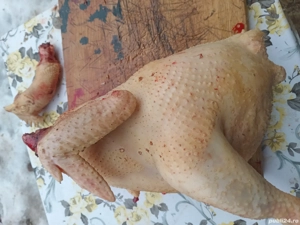 Vand gaini si curci crescute natural